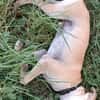 JULES, le doudou de Gwada
