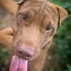 Pollux, mâle croisé shar pei, né le 03/06/2024🐶