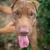 Pollux, mâle croisé shar pei, né le 03/06/2024🐶