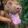 Pollux, mâle croisé shar pei, né le 03/06/2024🐶