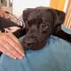 Tito, mâle croisé berger, né le 10/02/2022 🐶