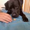 Tito, mâle croisé berger, né le 10/02/2022 🐶