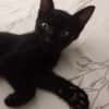 Amour, mâle croisé européen, né le 04/06/2025 🐱