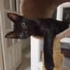 Amour, mâle croisé européen, né le 04/06/2025 🐱