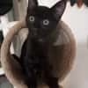 Amour, mâle croisé européen, né le 04/06/2025 🐱