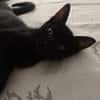 Amour, mâle croisé européen, né le 04/06/2025 🐱