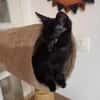 Amour, mâle croisé européen, né le 04/06/2025 🐱