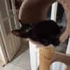 Amour, mâle croisé européen, né le 04/06/2025 🐱