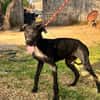 ONIX  (Martina)