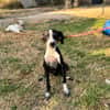 DIXIE  (Martina)