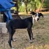 DIXIE  (Martina)