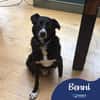 Benni