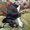 Benni