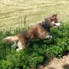 VOLF