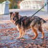 Tedi