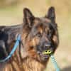Borys