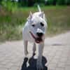 Casper