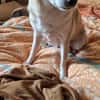 Pufi  Kleine Chihuahua-Prinzessin