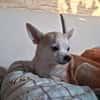 Pufi  Kleine Chihuahua-Prinzessin