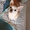 Pufi  Kleine Chihuahua-Prinzessin