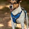 Minnie sucht Jack Russel Liebhaber