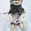 Minnie sucht Jack Russel Liebhaber
