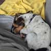 Minnie sucht Jack Russel Liebhaber
