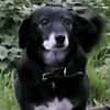 Rosy sucht ihre Menschen