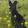 Dolly - eine sanfte Hundedame
