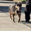 Dolly - eine sanfte Hundedame