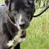 Diego  sanfter Labrador-Mix