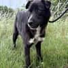 Diego  sanfter Labrador-Mix
