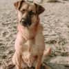 großer Mischling Koda sucht sein Zuhause