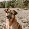 großer Mischling Koda sucht sein Zuhause