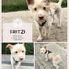 Fritzi - Mini-Pfote mit Maxi-Herz wartet