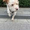Fritzi - Mini-Pfote mit Maxi-Herz wartet