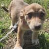Elfie, kleiner Miniwelpe sucht Zuhause