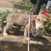 Elfie, kleiner Miniwelpe sucht Zuhause