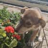 Elfie, kleiner Miniwelpe sucht Zuhause