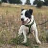 Clyde - handlicher Rüde sucht Zuhause