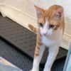 Chilli & Pimenton  Zwei rote Jungkater