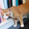 Chilli & Pimenton  Zwei rote Jungkater