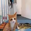 Chilli & Pimenton  Zwei rote Jungkater