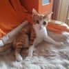 Chilli & Pimenton  Zwei rote Jungkater