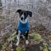 Juno sucht ein neues Zuhause