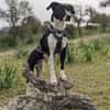 Juno sucht ein neues Zuhause