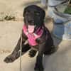 Georgie, kleiner Miniwelpe sucht Zuhause