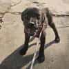 Georgie, kleiner Miniwelpe sucht Zuhause