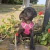 Georgie, kleiner Miniwelpe sucht Zuhause