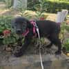 Georgie, kleiner Miniwelpe sucht Zuhause